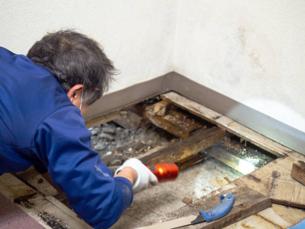 Best Home Mold Removal  in Willard, UT