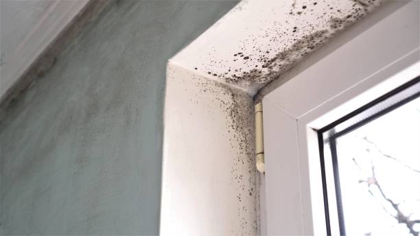Best Toxic Mold Removal  in Willard, UT