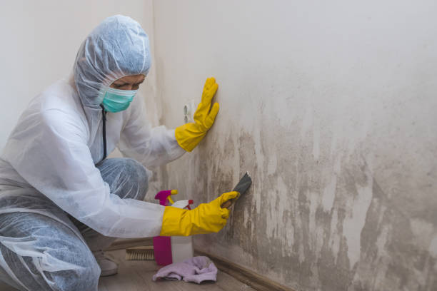 Best Professional Mold Removal  in Willard, UT