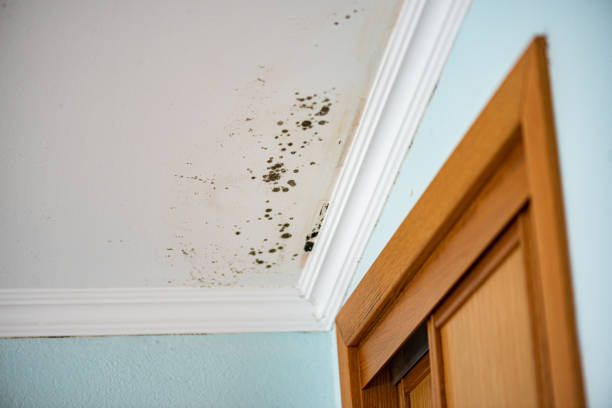 Mold Removal Process in Willard, UT
