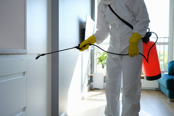 Best Residential Mold Removal  in Willard, UT