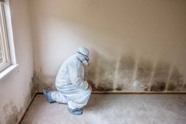 Mold Removal and Inspection in Willard, UT