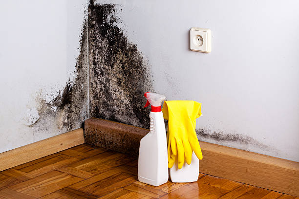 Best Office Mold Removal Services  in Willard, UT