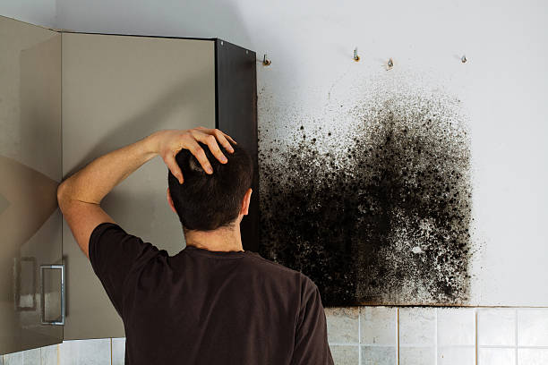 Best Commercial Mold Removal  in Willard, UT