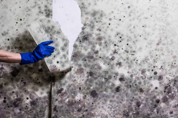 Best Mold Testing  in Willard, UT