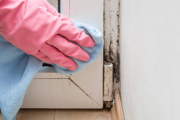 Willard, UT Mold Removal Company