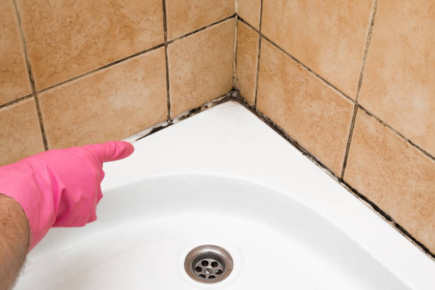 Best Black Mold Removal  in Willard, UT