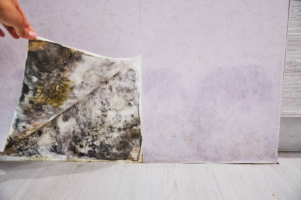 Best Certified Mold Removal  in Willard, UT
